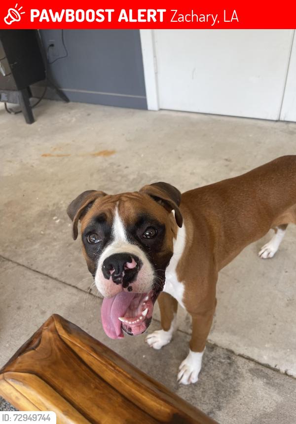 Lost Female Dog last seen CHERRY STREET &39th Street , Cyrpress Street , Zachary, LA 70791