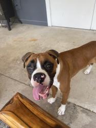 Lost Female Dog last seen CHERRY STREET &39th Street , Cyrpress Street , Zachary, LA 70791
