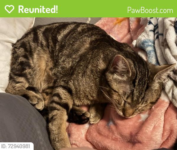 Reunited Male Cat last seen Stop 11 and madison near Southport elementary , Southport, IN 46227