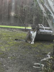 Reunited Female Cat last seen Maddox, Redwood City, CA 94061