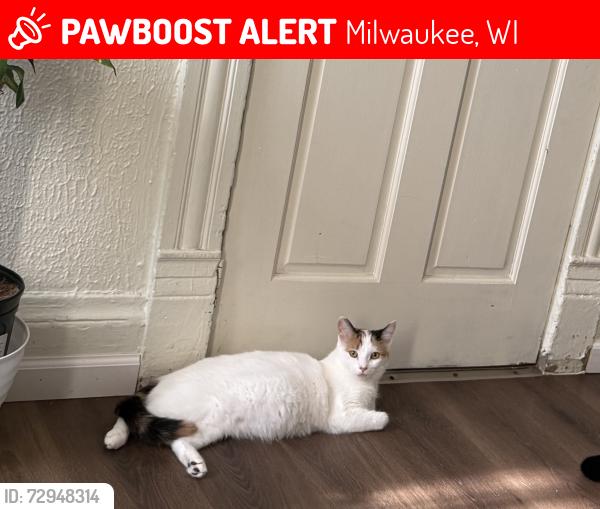 Lost Female Cat last seen lincoln ave, Milwaukee, WI 53215