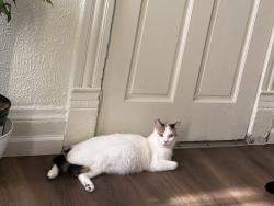 Lost Female Cat last seen lincoln ave, Milwaukee, WI 53215