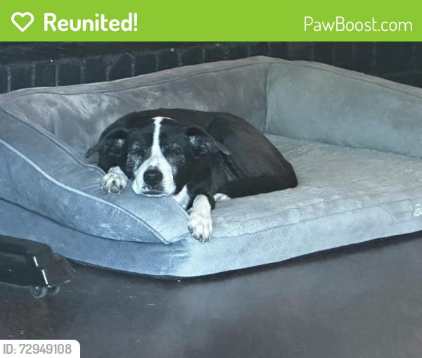 Reunited Female Dog last seen Brooke Hollow , Bryan, TX 77802