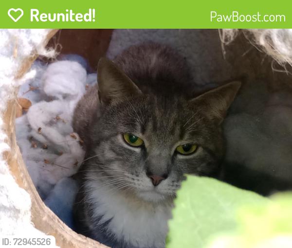 Reunited Male Cat last seen Oak St & 5th Avenue, Coatesville, PA 19320