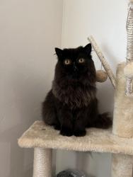 Lost Male Cat last seen 4th and S Harbison Ave , National City, CA 91950