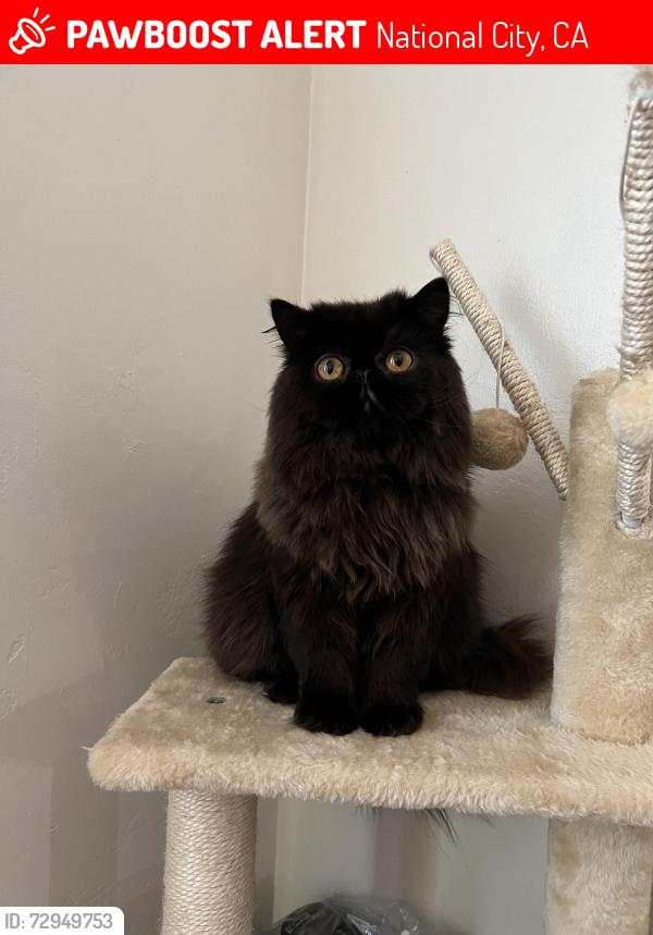 Lost Male Cat last seen 4th and S Harbison Ave , National City, CA 91950