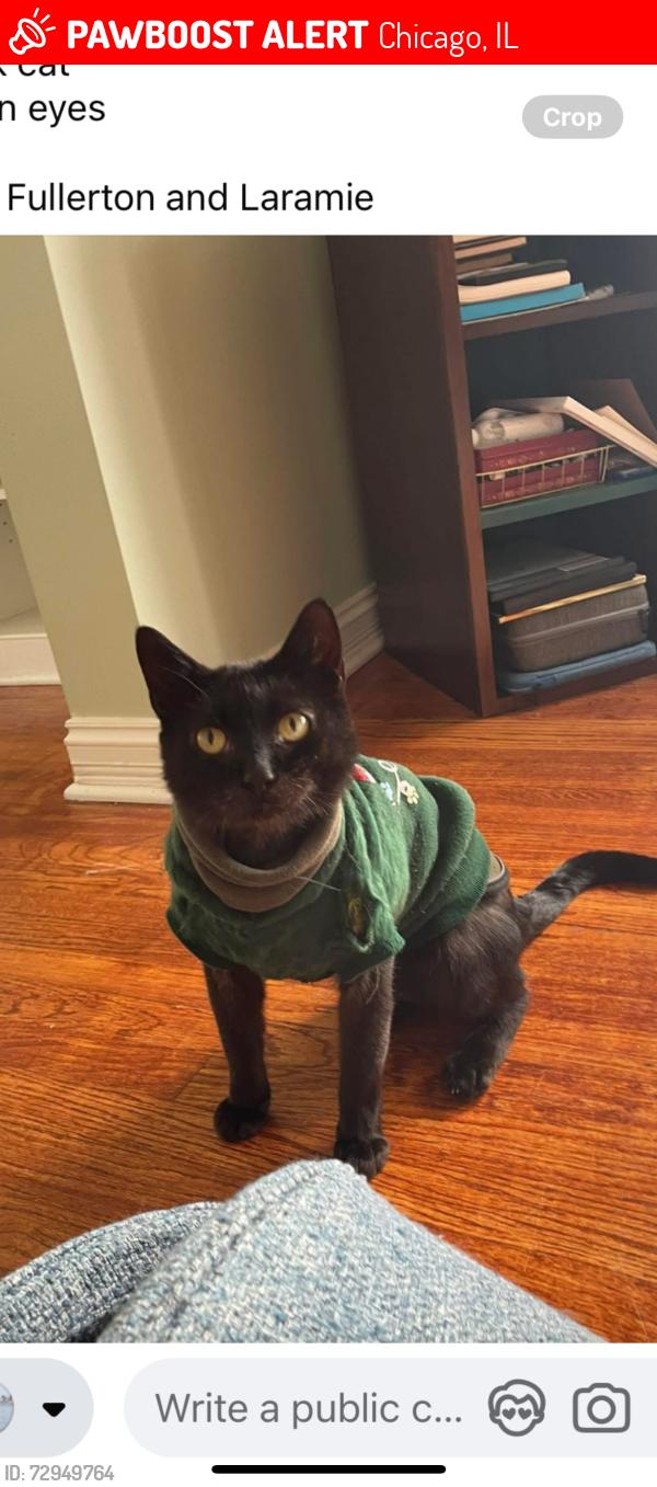 Lost Male Cat last seen Fullerton and Laramie, Chicago, IL 60639