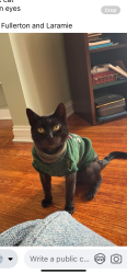 Lost Male Cat last seen Fullerton and Laramie, Chicago, IL 60639