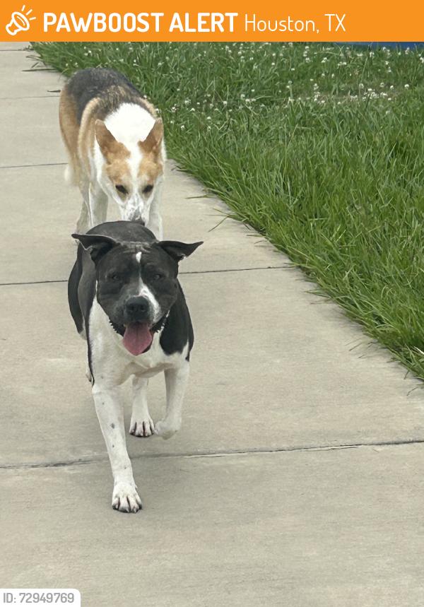Found/Stray Unknown Dog last seen At the school Mahaney in the back, Houston, TX 77083