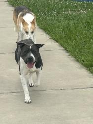 Found/Stray Unknown Dog last seen At the school Mahaney in the back, Houston, TX 77083