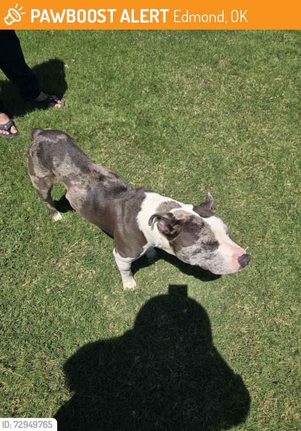 Found/Stray Male Dog last seen Fenwick, Edmond, OK 73012