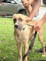 Found/Stray Male Dog last seen John Dodd and Belcher Rd, Boiling Springs, SC 29316