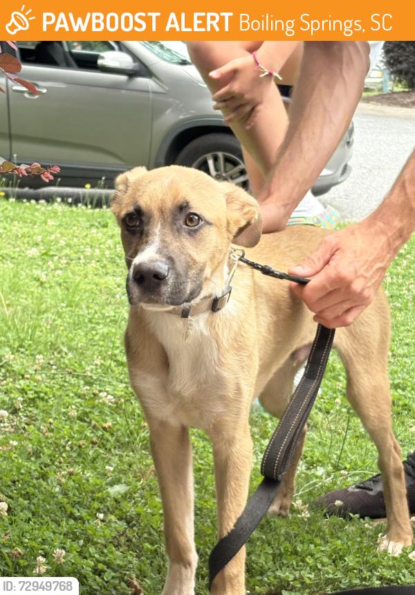 Found/Stray Male Dog last seen John Dodd and Belcher Rd, Boiling Springs, SC 29316