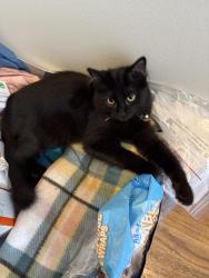 Lost Male Cat last seen Confederate Drive North and Cannonade Blvd., Spanish Fort, AL 36527