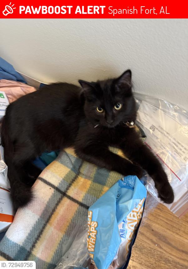 Lost Male Cat last seen Confederate Drive North and Cannonade Blvd., Spanish Fort, AL 36527
