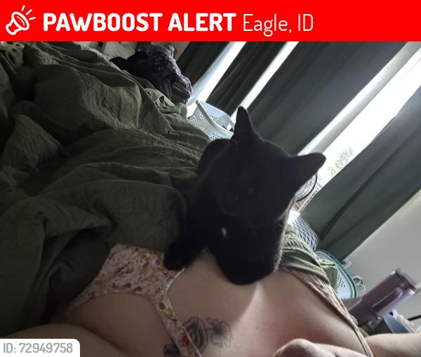 Lost Male Cat last seen Highway 55 and floating feather, Eagle, ID 83616