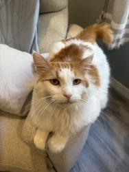Lost Male Cat last seen Nearest cross street is Tallgrass drive and fox sedge court, Champaign, IL 61822