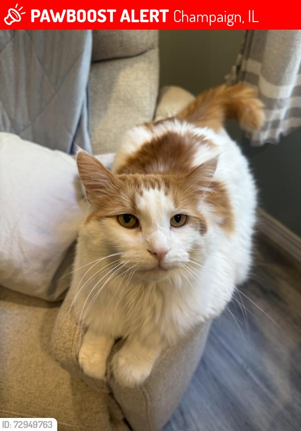 Lost Male Cat last seen Nearest cross street is Tallgrass drive and fox sedge court, Champaign, IL 61822