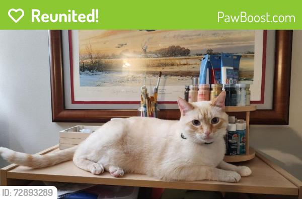 Reunited Male Cat last seen Evans Rd and 206th St, Tonganoxie, KS 66086