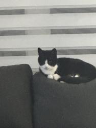 Lost Male Cat last seen Longboat & June Callwood Way, Brantford, ON N3T 0T2