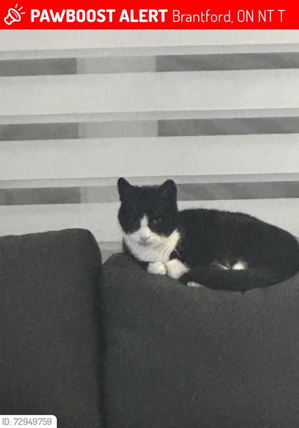 Lost Male Cat last seen Longboat & June Callwood Way, Brantford, ON N3T 0T2