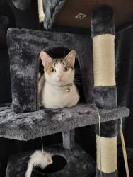 Lost Female Cat last seen 635Nchippewa, Anaheim, CA 92801