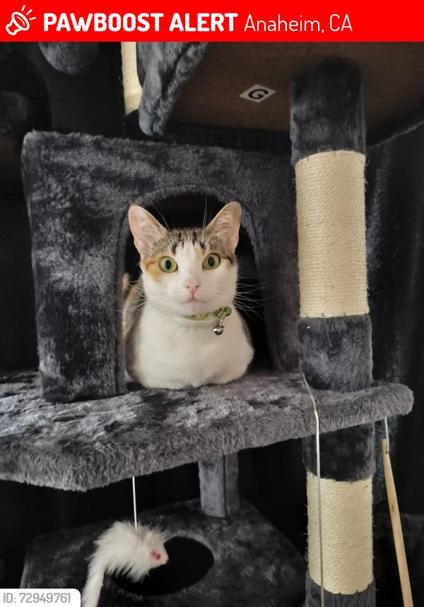 Lost Female Cat last seen 635Nchippewa, Anaheim, CA 92801