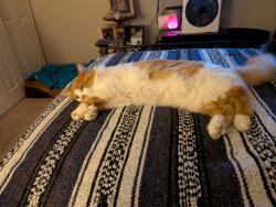 Reunited Male Cat last seen Hillsdale , Foothill Farms, CA 95842