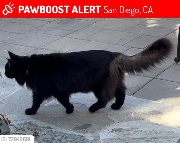 Lost Male Cat last seen Maryland and Monroe Ave, San Diego, CA 92116