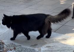 Lost Male Cat last seen Maryland and Monroe Ave, San Diego, CA 92116