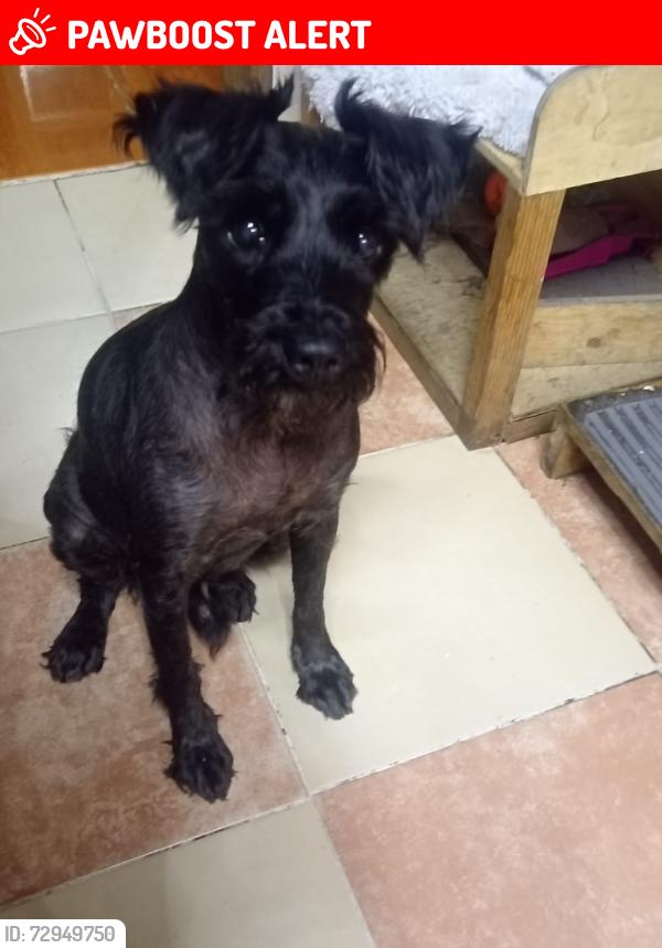 Lost Male Dog last seen Autopista México Puebla , Heroica Puebla de Zaragoza, Pue. 72310