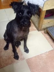 Lost Male Dog last seen Autopista México Puebla , Heroica Puebla de Zaragoza, Pue. 72310