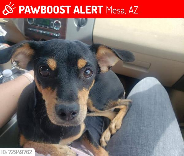 Lost Male Dog last seen Recker and McDowell , Mesa, AZ 85215