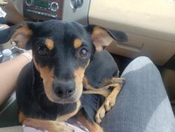 Lost Male Dog last seen Recker and McDowell , Mesa, AZ 85215