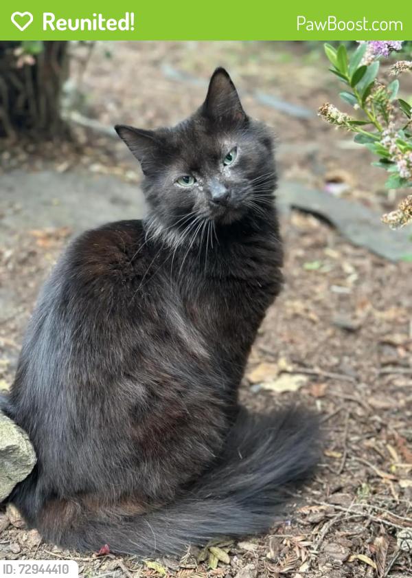 Reunited Male Cat last seen Golf course drivers , Rohnert Park, CA 94928