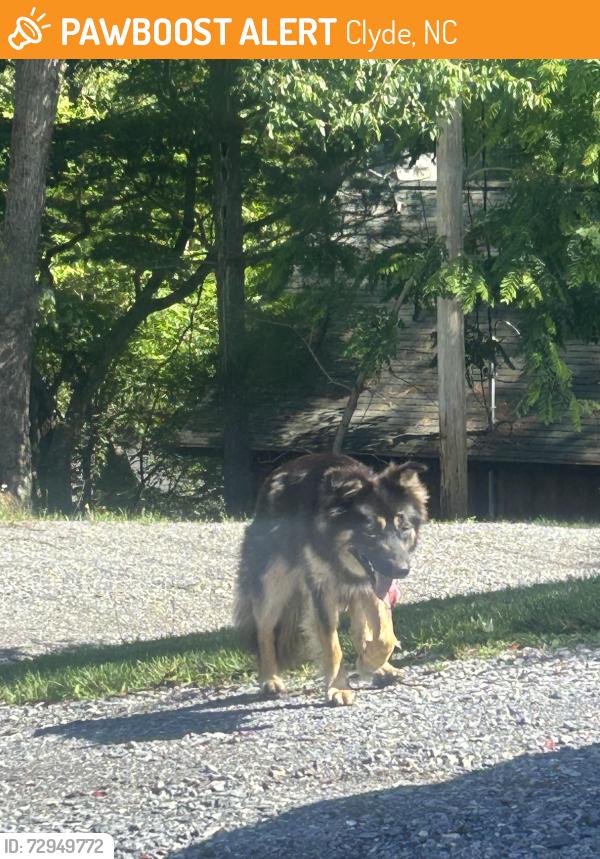 Found/Stray Male Dog last seen Clyde North Carolina , Clyde, NC 28721