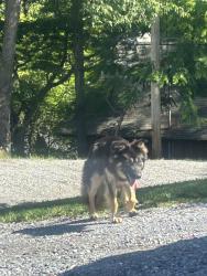Found/Stray Male Dog last seen Clyde North Carolina , Clyde, NC 28721