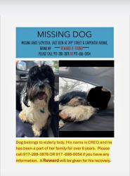Lost Male Dog last seen 241st and Carpenter ave, The Bronx, NY 10470