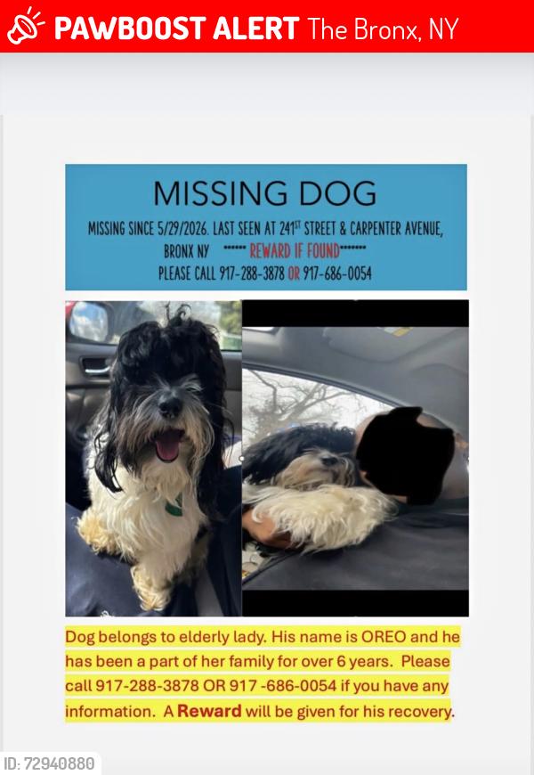 Lost Male Dog last seen 241st and Carpenter ave, The Bronx, NY 10470