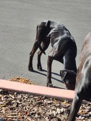 Reunited Unknown Dog last seen Marks Clinton, Fresno, CA 93705