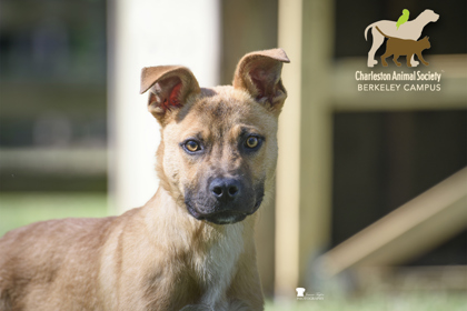 Shelter Stray Male Dog last seen Bonneau, SC 29431, North Charleston, SC 29406