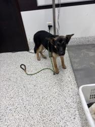 Shelter Stray Female Dog last seen Near dot drive, Atlanta, GA, 1251 Fulton Industrial Blvd NW, Atlanta, GA 30336, USA