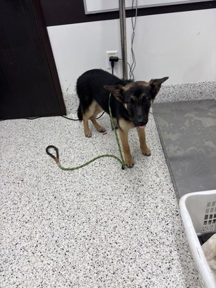 Shelter Stray Female Dog last seen Near dot drive, Atlanta, GA, 1251 Fulton Industrial Blvd NW, Atlanta, GA 30336, USA