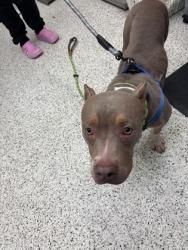 Shelter Stray Male Dog last seen Atlanta, GA , Atlanta, GA 30336