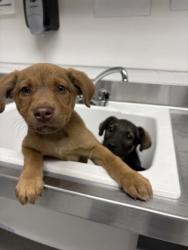 Shelter Stray Female Dog last seen Oakland, CA 94603, Oakland, CA 94601