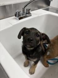 Shelter Stray Male Dog last seen Oakland, CA 94603, Oakland, CA 94601