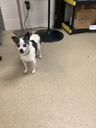 Shelter Stray Male Dog last seen Fort Worth, TX 76112, Fort Worth, TX 76119
