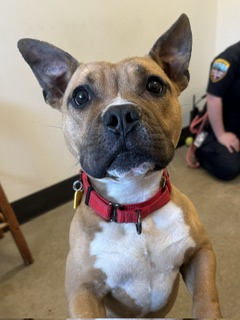 Shelter Stray Male Dog last seen , OH , Cleveland, OH 44102