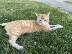 Shelter Stray Male Cat last seen Madison, WI , Madison, WI 53718