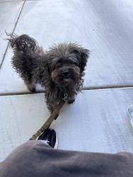 Reunited Male Dog last seen Prairie Grove rd and canyon diablo, Enterprise, NV 89179